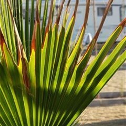 PARCELA - PARQUE. ESTÁNDAR 55 A 65 M2