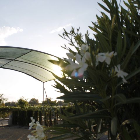 PARCELA - Super Premium