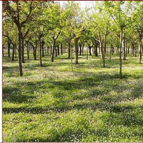 PLOT - + 1 car + tent or caravan + electricity