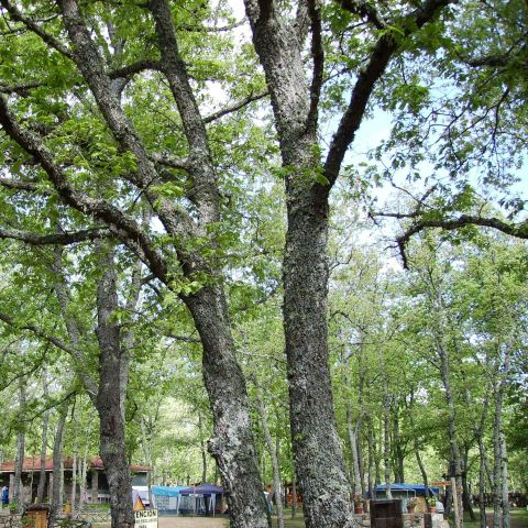 Camping Las Cavenes Camping Las Cavenes - Camping Salamanque - Image N°18