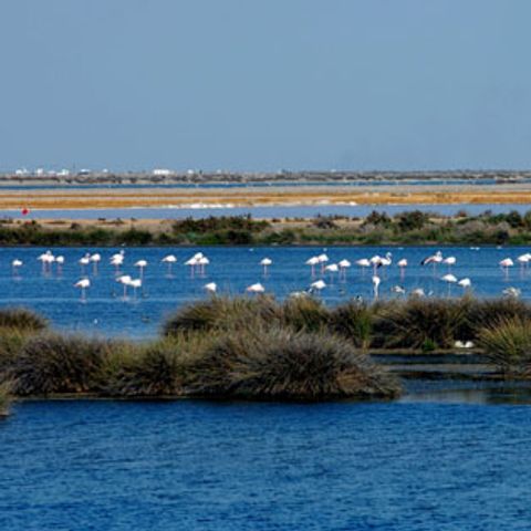Camping Donana Playa Camping Donana Playa - Camping Huelva - Image N°41