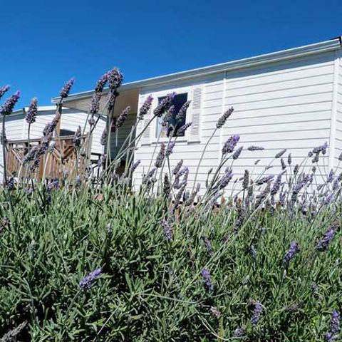 Mobilheim 4 Personen - DALI (2R 4P)