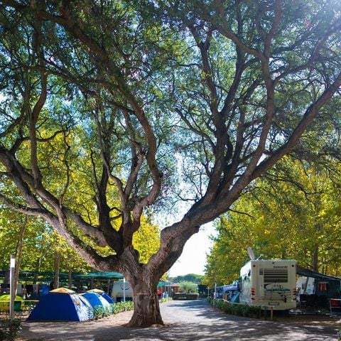 Pitch - Platinum Plus 10 Amp slot