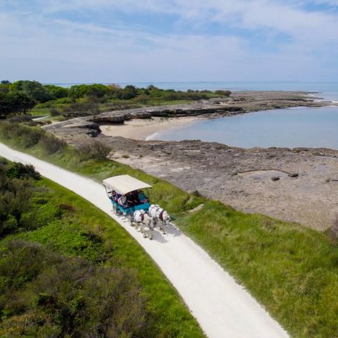 VVF Villages - Ile de Ré les Dunes - Sainte-Marie-de-Ré - Camping Charente-Maritime - Image N°4