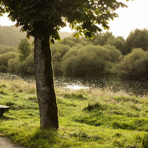 STAANPLAATS - Standplaats Confort Semois: 1 tent, caravan of camper + 1 auto + elektriciteit (10A)