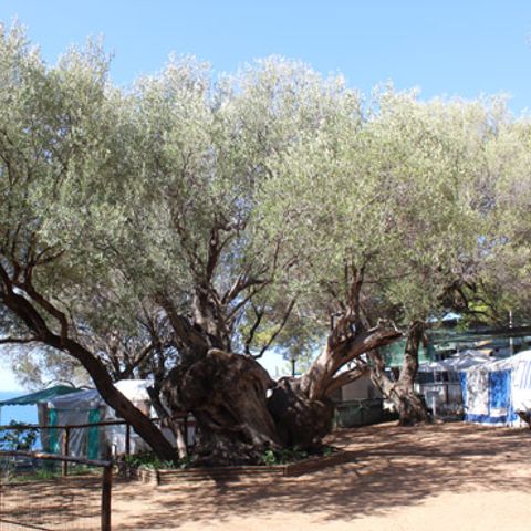 Kampeerplaats - tent