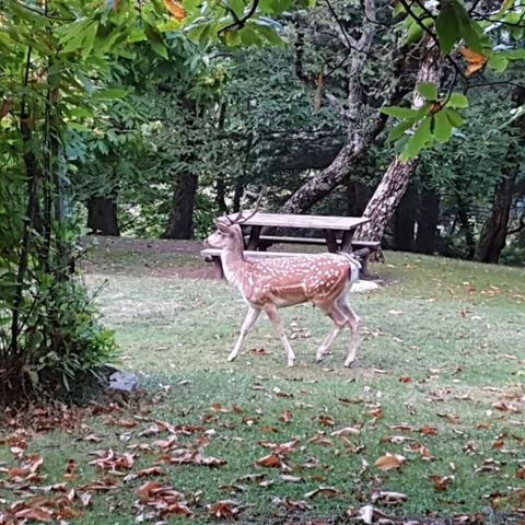 BUNGALOW 4 people - Bungalow 4 persons