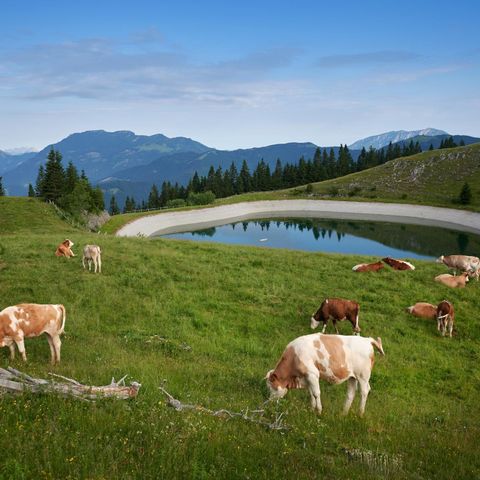 Forest Camping Mozirje - Camping Slovenie