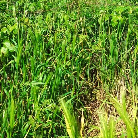 CARAVAN 2 people - Bohemia