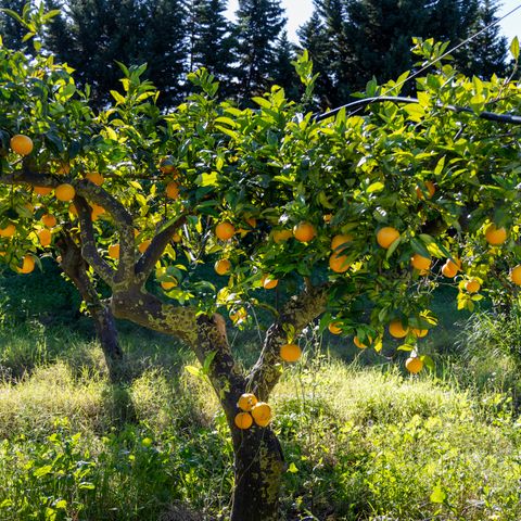 TIENDA DE LONA Y MADERA 2 personas - Tienda Safari Glamping