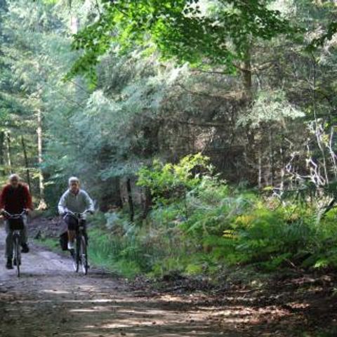 Vrijrijck Heivlinder - Camping Ermelo - Image N°4