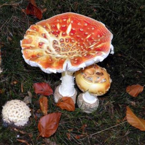 Vrijrijck Heivlinder - Camping Ermelo - Image N°5