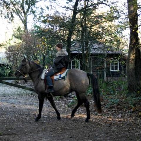 Vrijrijck Heivlinder - Camping Ermelo - Image N°6