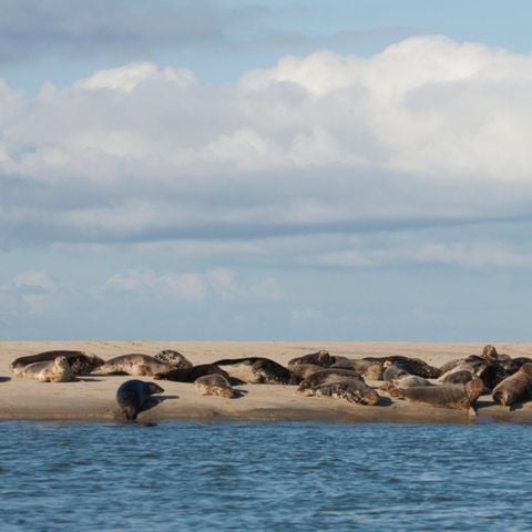 Landal Kaap West - Camping Terschelling - Image N°4