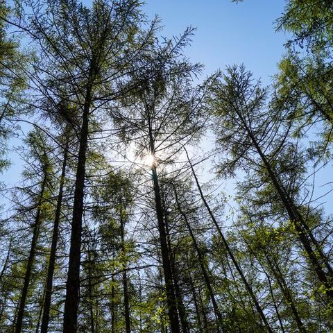 Villatent De IJsvogel - Camping Barneveld - Image N°4