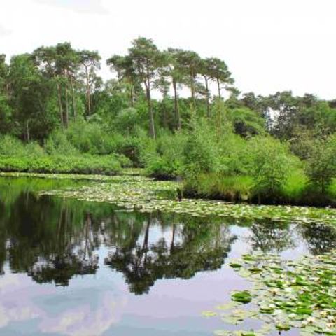 Residentie Sparrenburg - Camping Oisterwijk - Image N°5