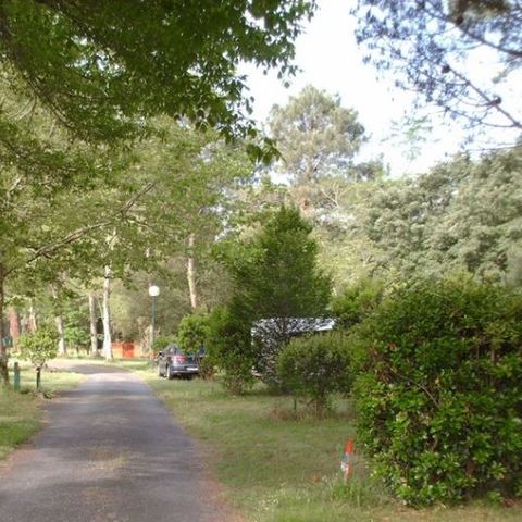 PARCELA - Paso desnudo