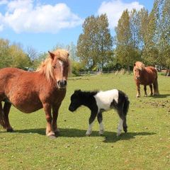Camping Le Marqueval - Camping Seine-Maritime