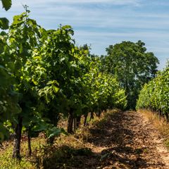 Camping maeva Escapades Le Domaine du Cèdre - Camping Tarn