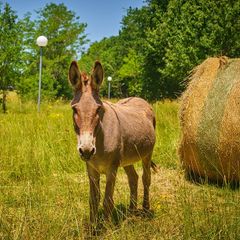 Camping Le Chêne Vert - Camping Tarn