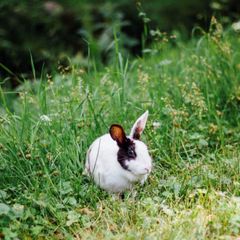 Camping le Malazéou (Wellness Sport Camping) - Camping Ariege