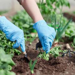 Camping Le Capanne - Camping Livourne