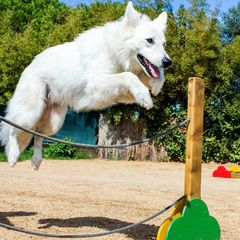 Camping El Pinar - Camping Gérone