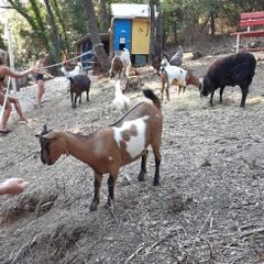 Camping Domaine de Gaujac - Camping Paradis - Camping Gard Camping Domaine de Gaujac - Camping Paradis - Camping Gard