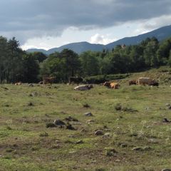 Camping Pirinenc - Camping Gérone