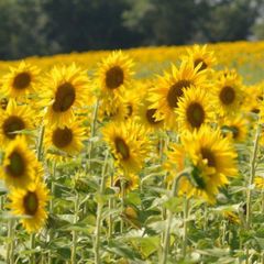 Camping Pré Fixe - Camping Haute-Garonne