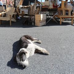 Camping Pré Fixe - Camping Haute-Garonne