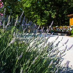 Camping Le Bois Des Ecureuils - Camping Gard Camping Le Bois Des Ecureuils - Camping Gard