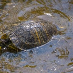 Domaine Résidentiel de Plein Air Castell Mar - Camping Gérone
