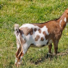 Camping Le Cap Vert - Camping Nord