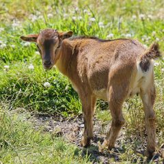 Camping Le Cap Vert - Camping Nord