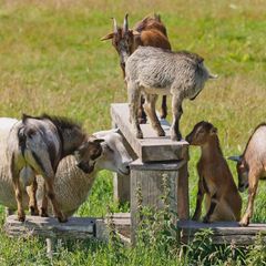 Camping Le Cap Vert - Camping Nord