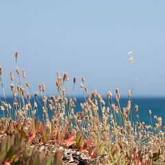 Camping Miramar - Camping Tarragone