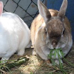 Camping Le Casties - Camping Haute-Garonne