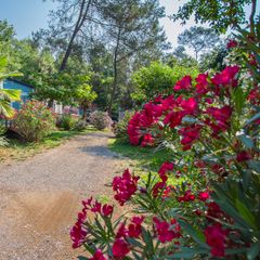 Les Pinèdes - Camping Sites et Paysages - Camping Alpes-Maritimes Les Pinèdes - Camping Sites et Paysages - Camping Alpes-Maritimes