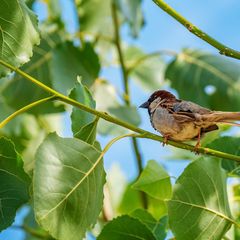 Camping Playa Brava - Camping Gérone