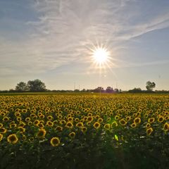 Camping Torre Pendente - Camping Pise