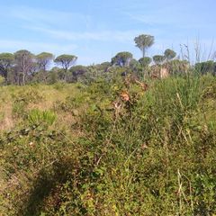 Camping Principina - Camping Grosseto