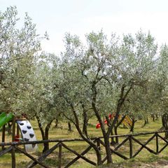 Camping Boschetto di piemma - Camping Sienne
