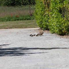 Camping Village de Vacances Lac Saint Georges - Camping Haute-Garonne