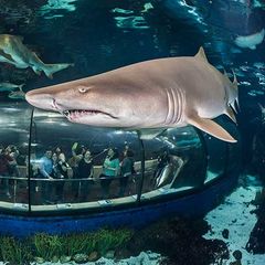 Camping Resort Els Pins - Camping Barcelone