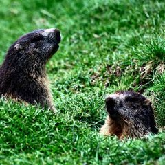  Camping Pyrénées Natura - Camping Hautes-Pyrenees