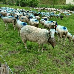  Camping Pyrénées Natura - Camping Hautes-Pyrenees