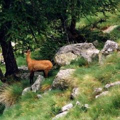 Camping Les Lanchettes - Camping Savoie