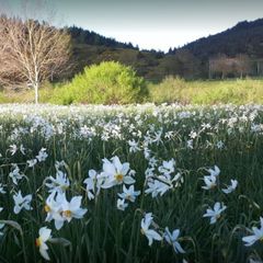 Camping La Cigale de l'Allier - Camping Lozere