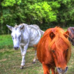 Camping La Bastide d'Albignac - Camping Tarn